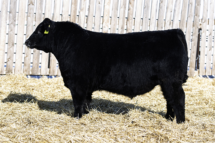bull